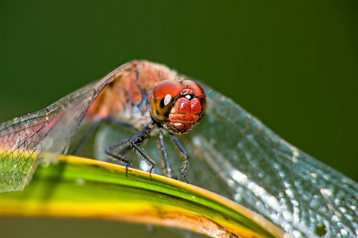 -------------------- - igor G.