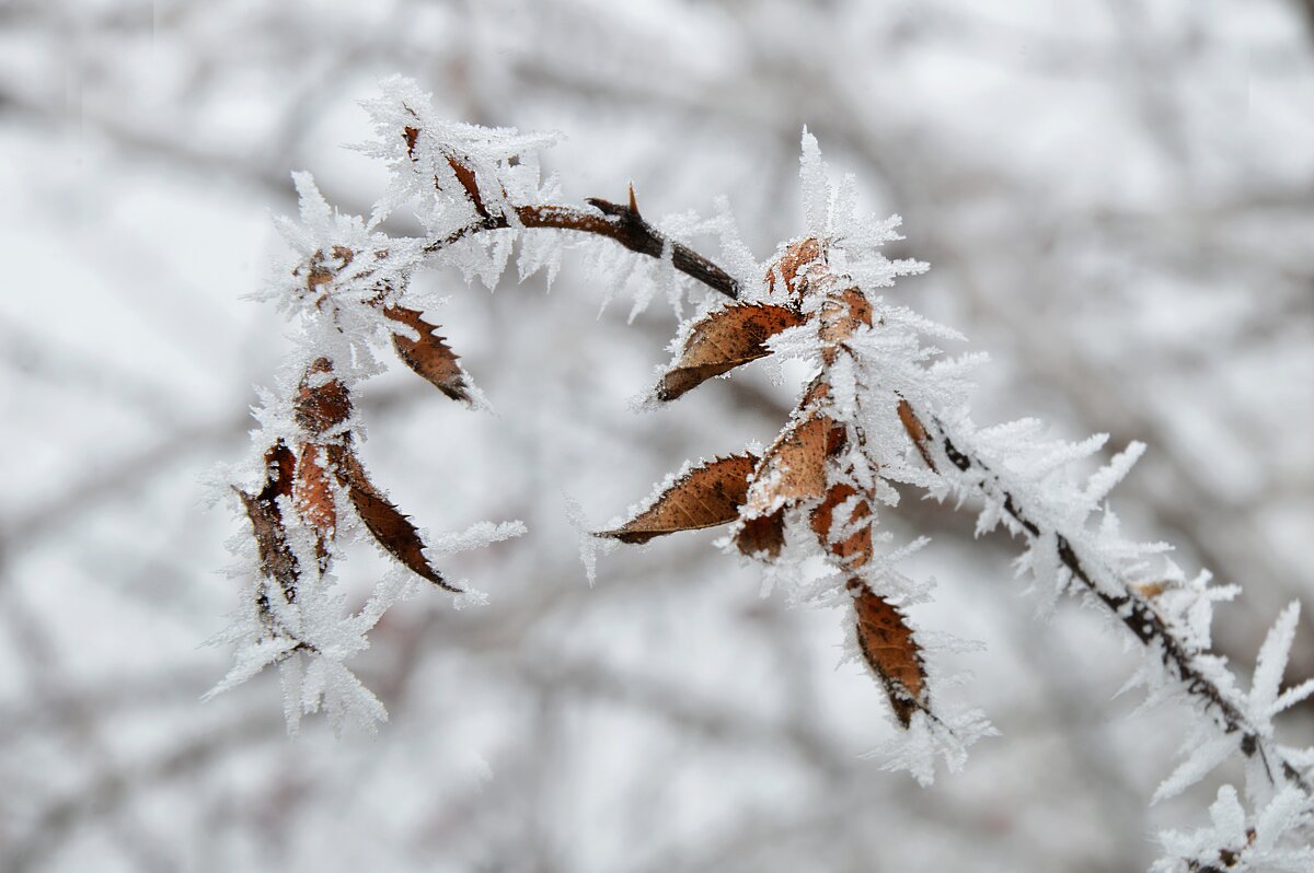 Засохшая веточка шиповника... - Надежда Куркина 