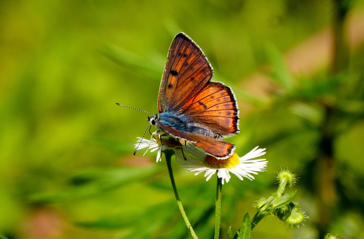 опять про бабочек...286 - Александр Прокудин опять про бабочек...286 - Александр Прокудин