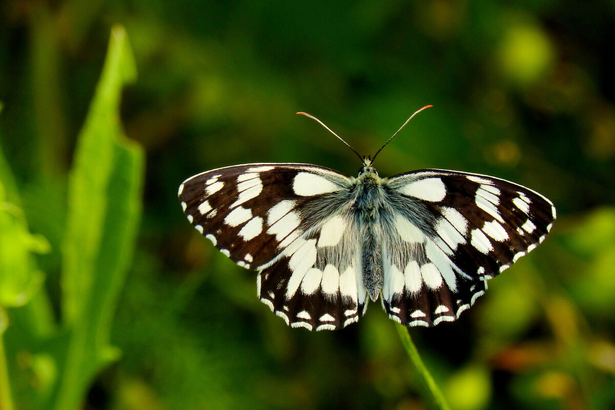 опять про бабочек...290 - Александр Прокудин
