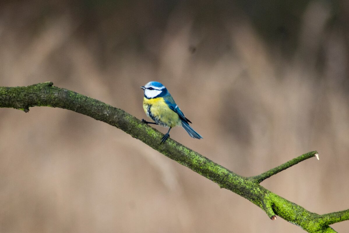 Лазоревка - Roman 