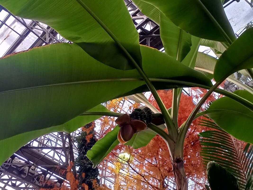 Банан - Сапсан 