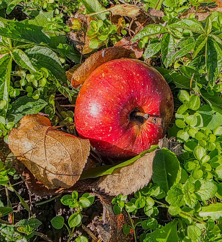 еще есть вариант что съедят - Ольга Косачова