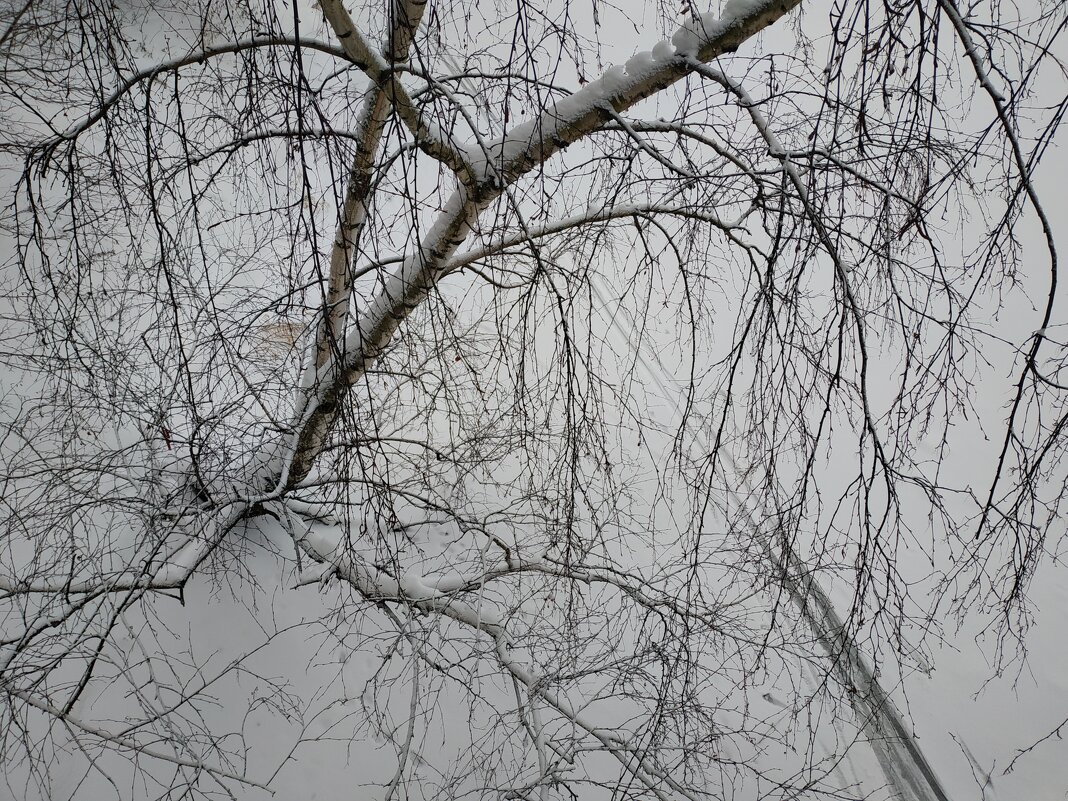 Понял, как взглянуть на березу сверху :-) - Андрей Лукьянов