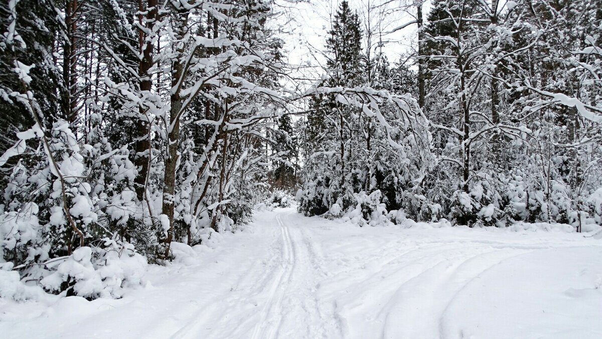 Лес во власти снега - Милешкин Владимир Алексеевич 