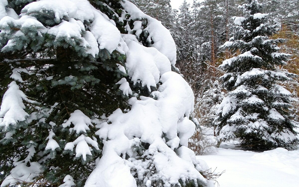 Картинка снежной зимы. - Милешкин Владимир Алексеевич 