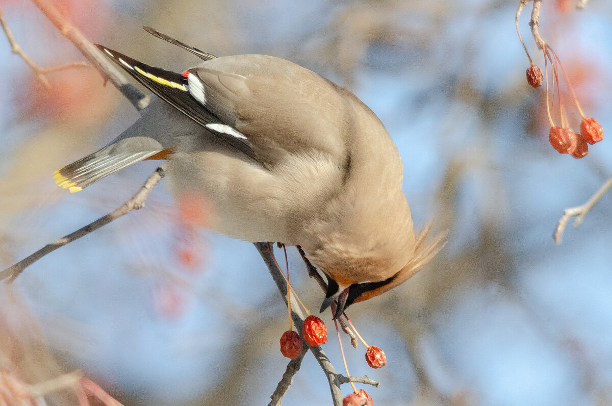 Свиристель - Виктор Иванович Чернюк Свиристель - Виктор Иванович Чернюк