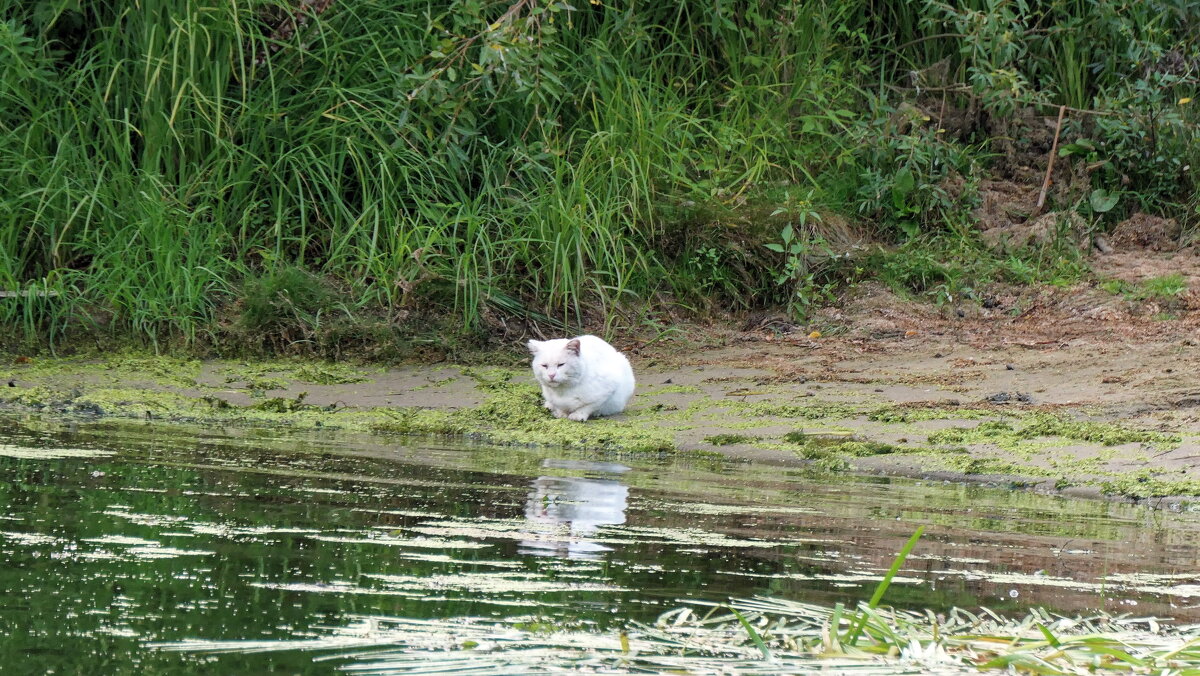 Ожидание - Валерий Судачок