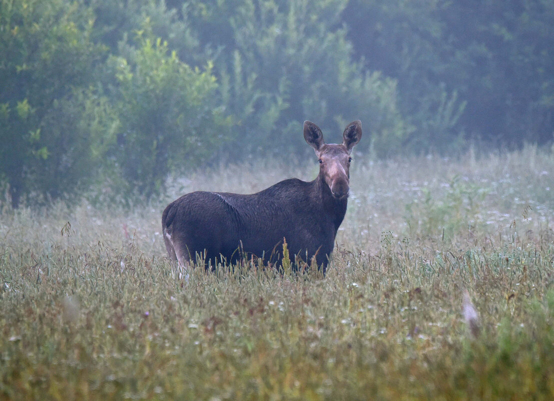 В утреннем тумане. - Михаил Белоусов
