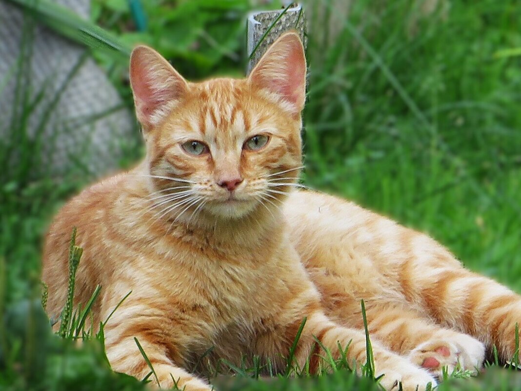 Ириска - Лариса С. Ириска - Лариса С.