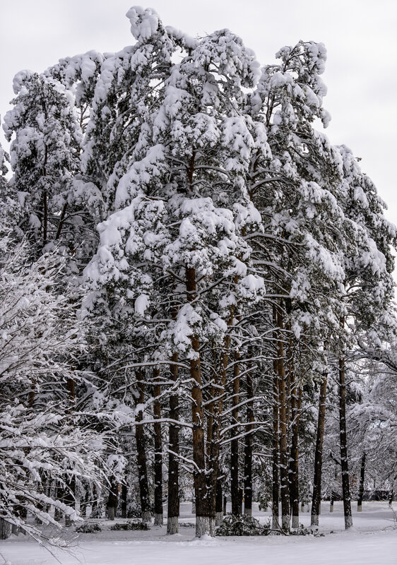 Городской парк - Игорь Сикорский Городской парк - Игорь Сикорский