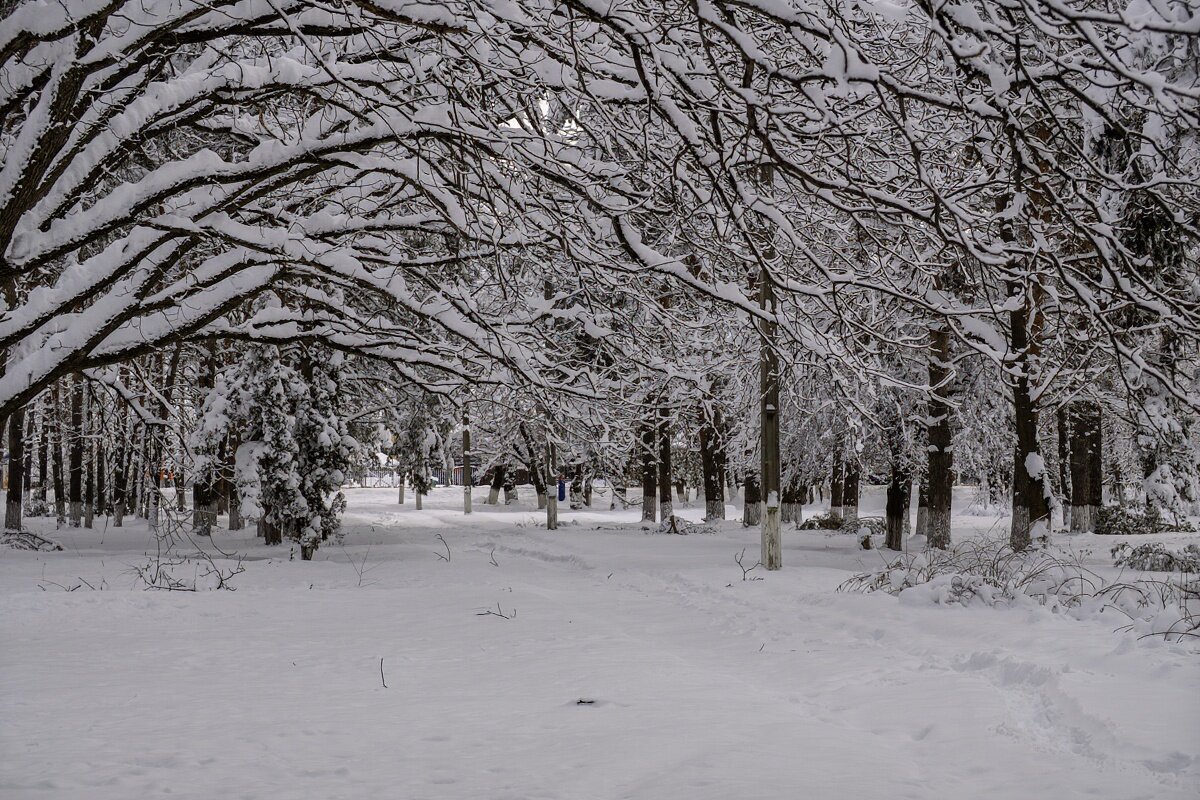 Городской парк - Игорь Сикорский