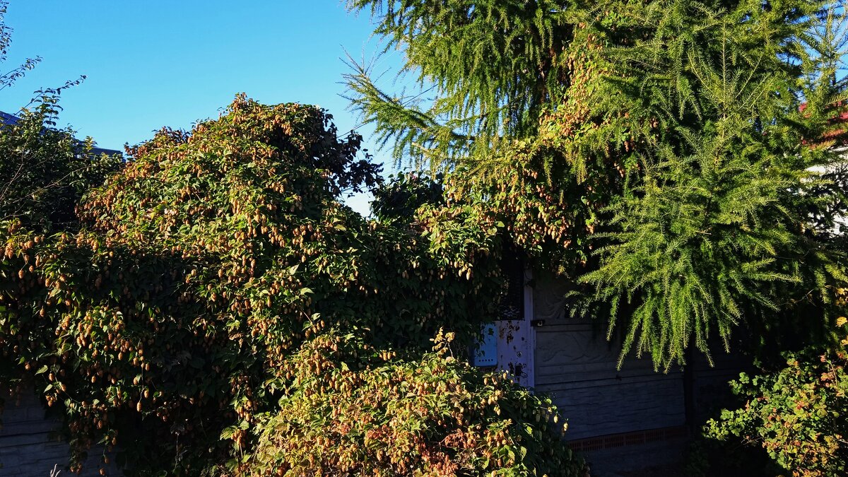 май - Елена Шаламова