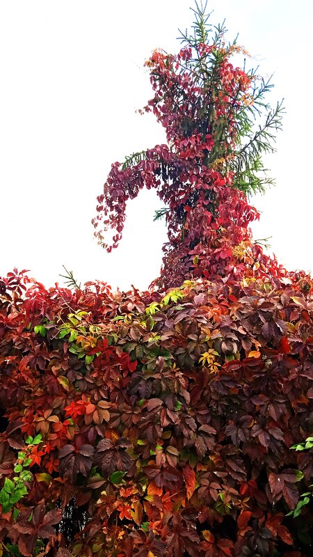 прекрасный октябрь - Елена Шаламова