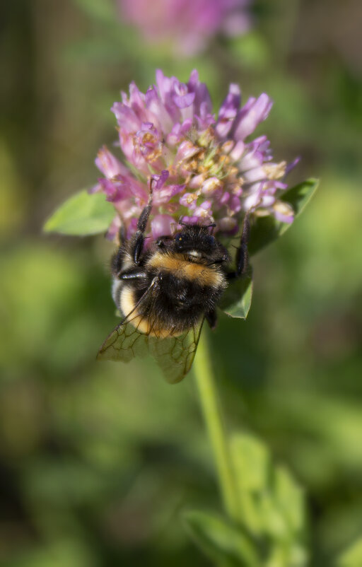Шмель. - Александр. AVG100 ---