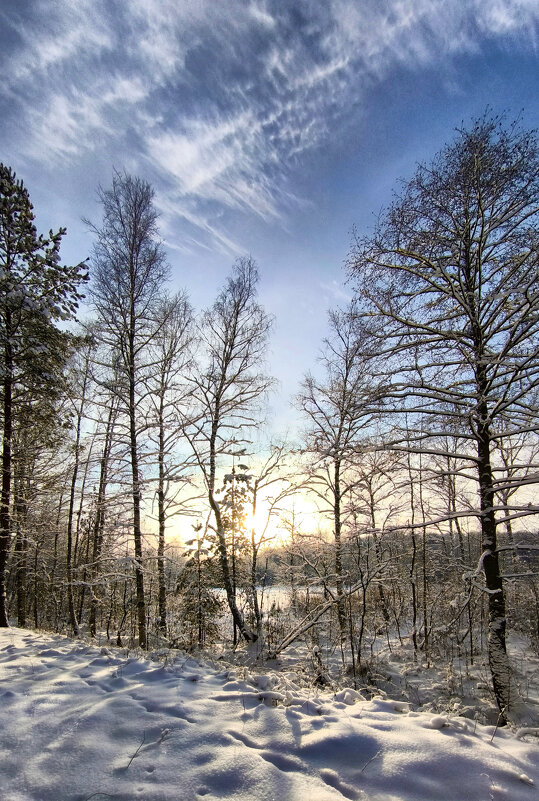 Прогулка в бору - Oleg S