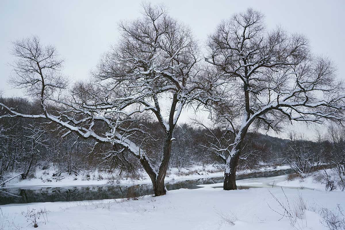 Ивы в январе - Сергей Курников