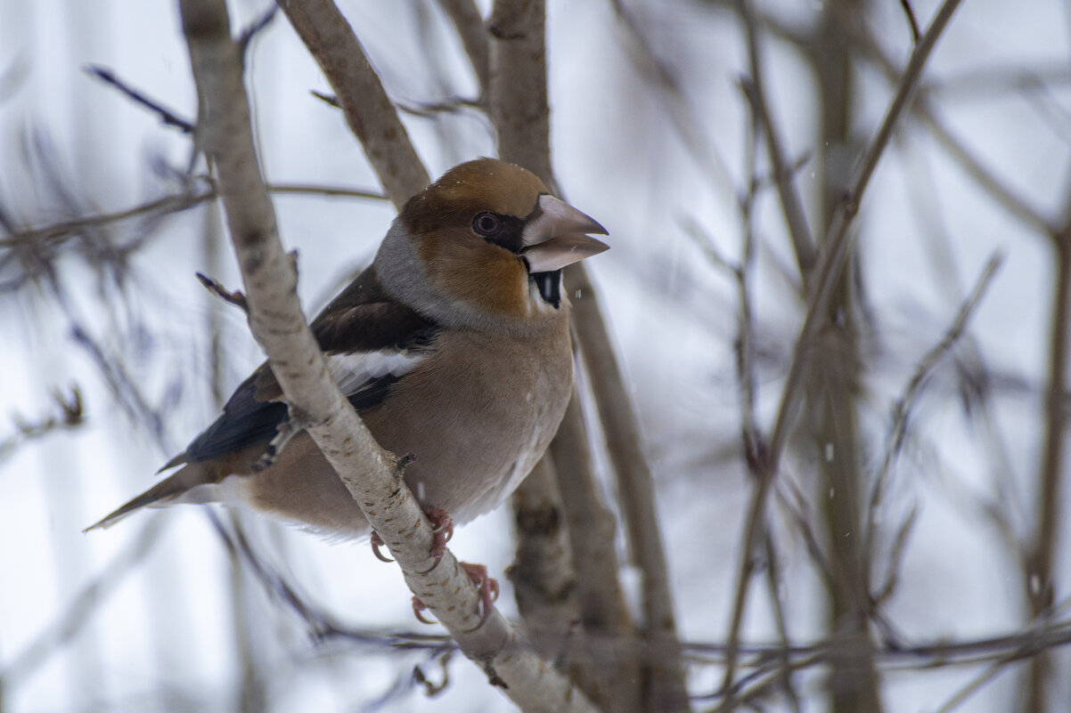 Дубонос - Сергей Ц