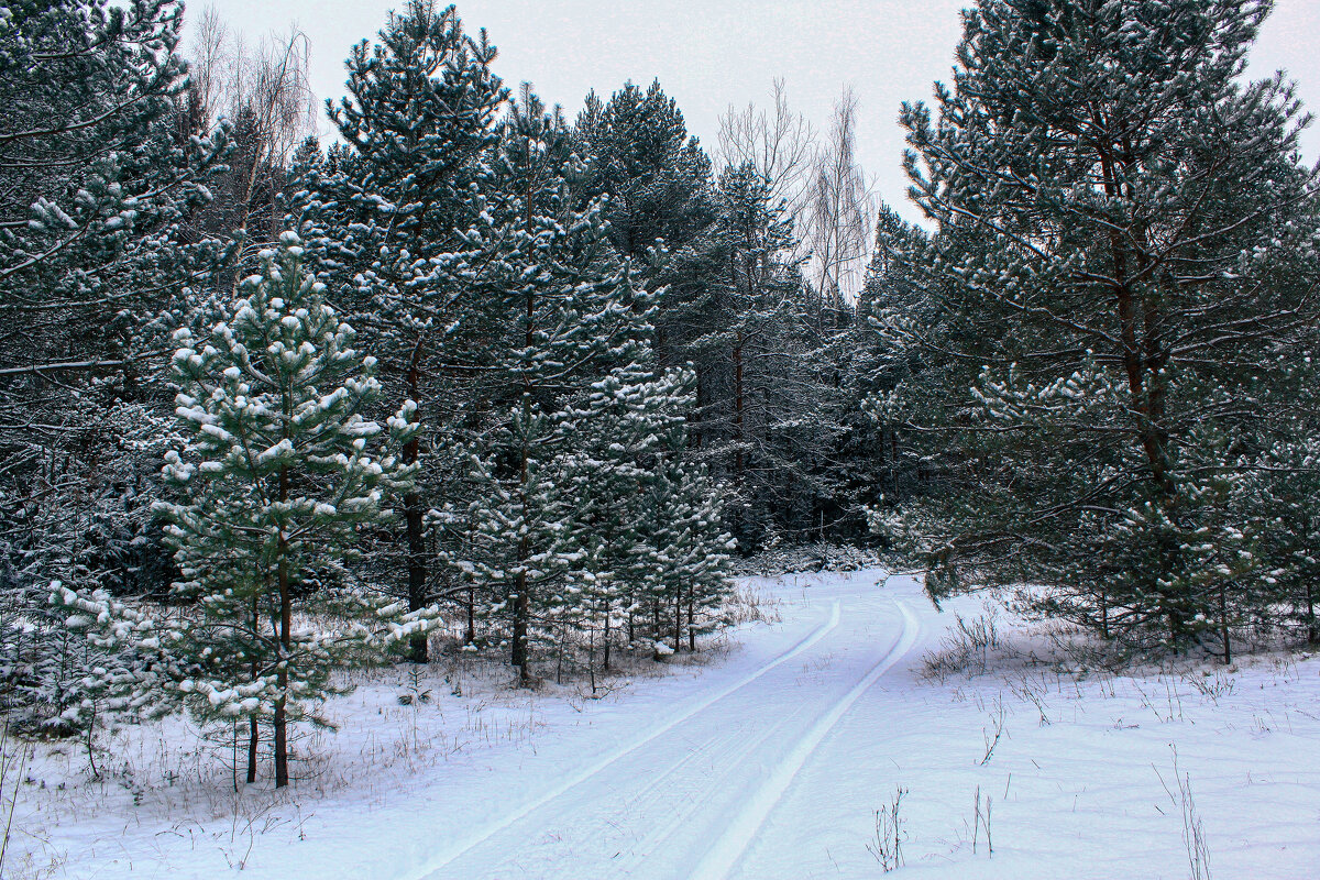 зима - Владимир Зеленцов