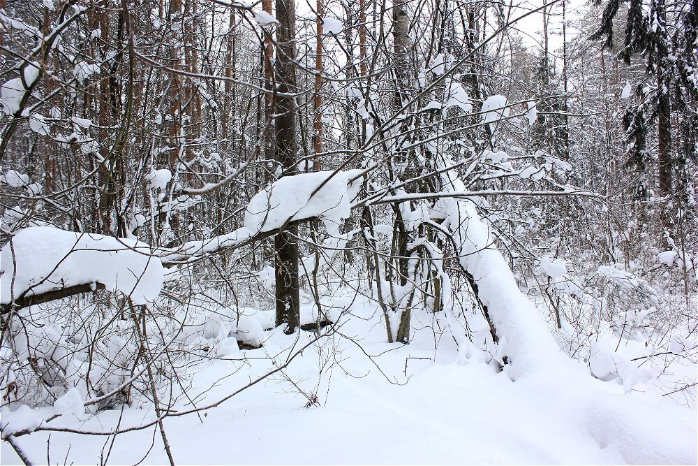 Лесные дебри - Alisia La DEMA