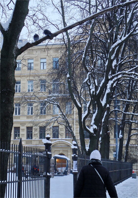 голубиная слабая надежда - sv.kaschuk 