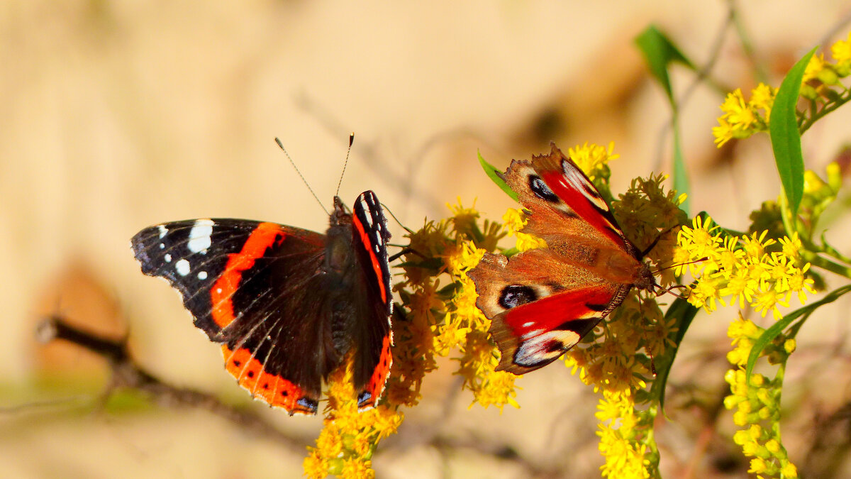 опять про бабочек...291 - Александр Прокудин