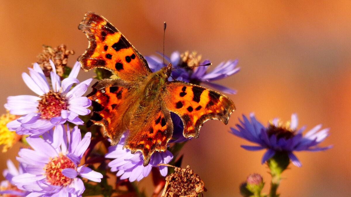 опять про бабочек...295 - Александр Прокудин