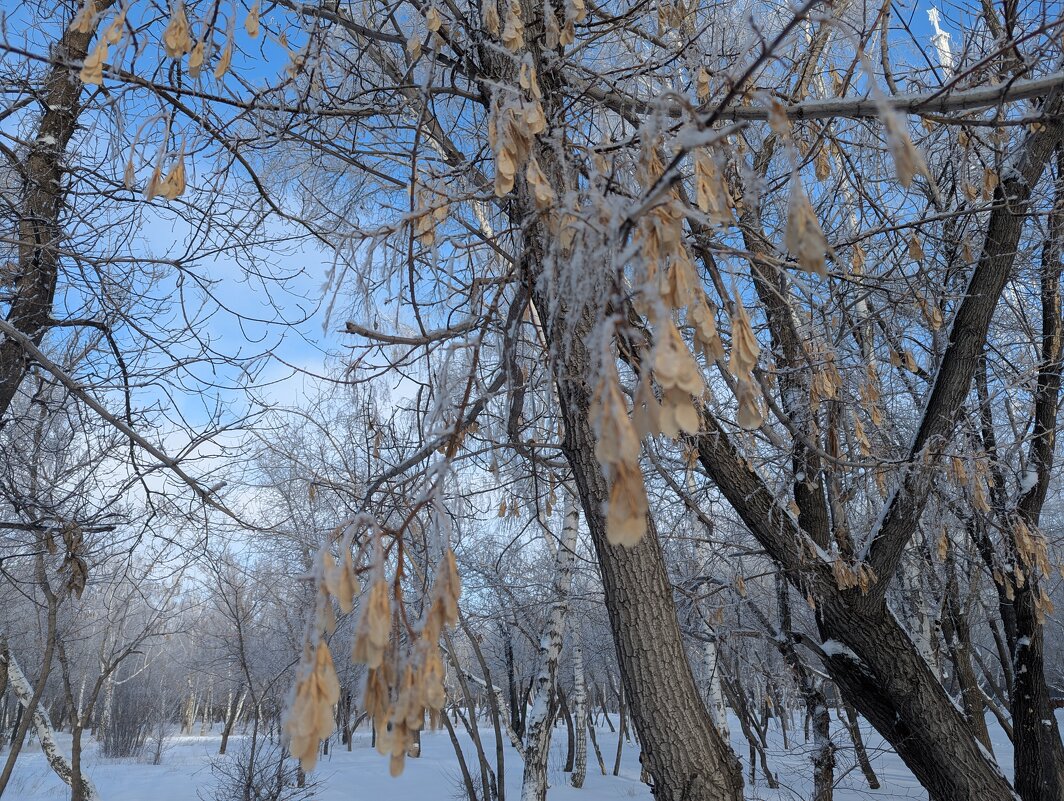 Клён. - Андрей Хлопонин