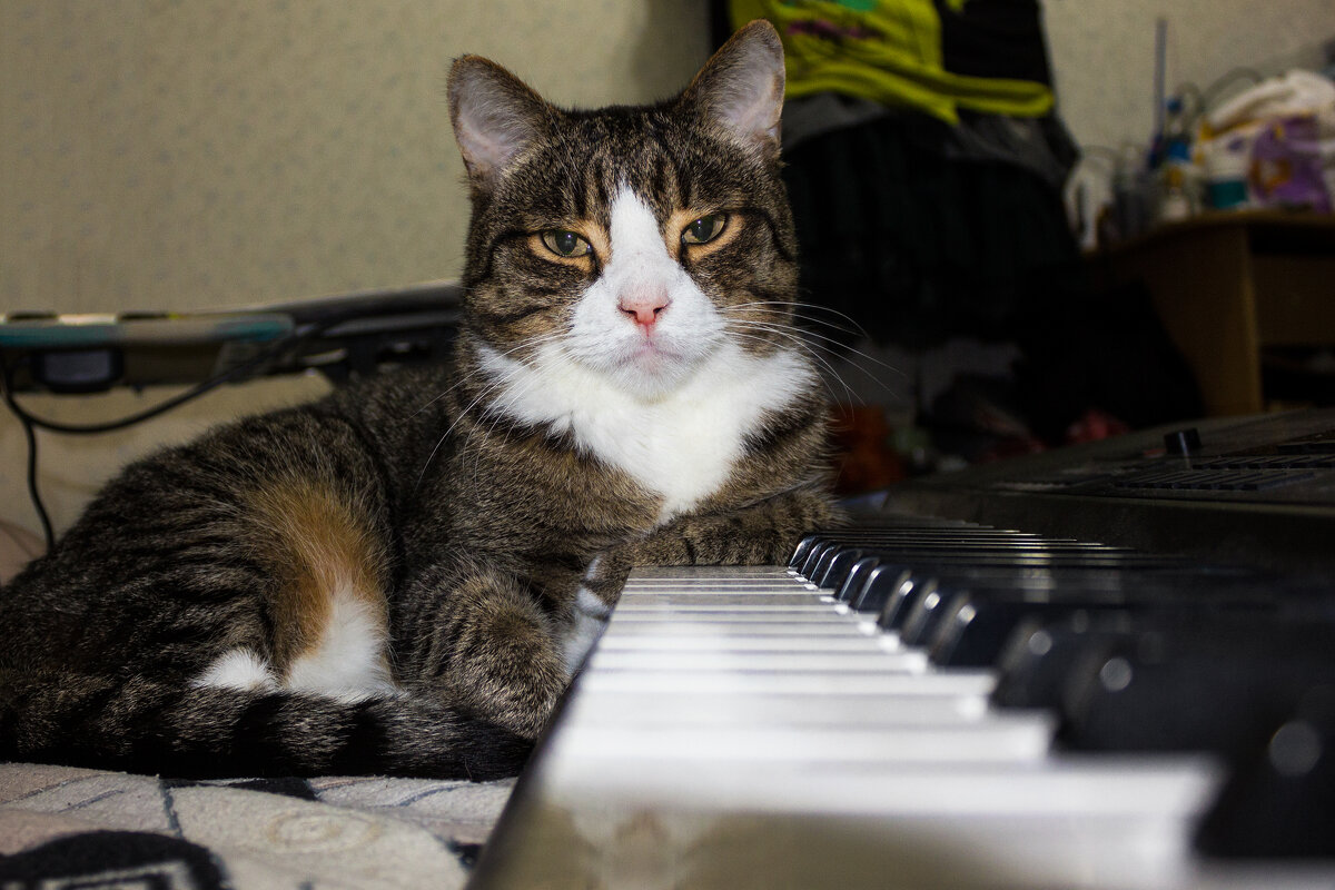 Маэстро - Дмитрий Костоусов