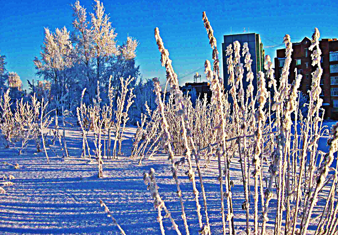 Январь..Кусты в морозном  куржаке!. - Владимир 