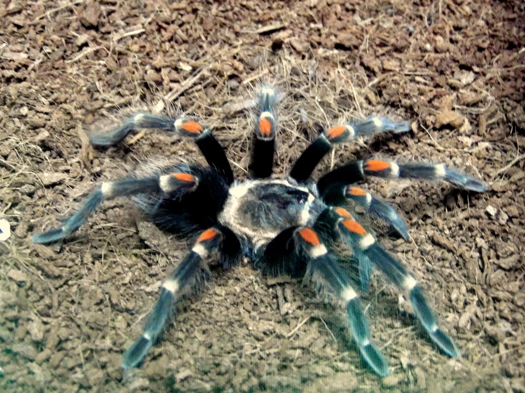 Паук-птицеед. - nadyasilyuk Вознюк Паук-птицеед. - nadyasilyuk Вознюк