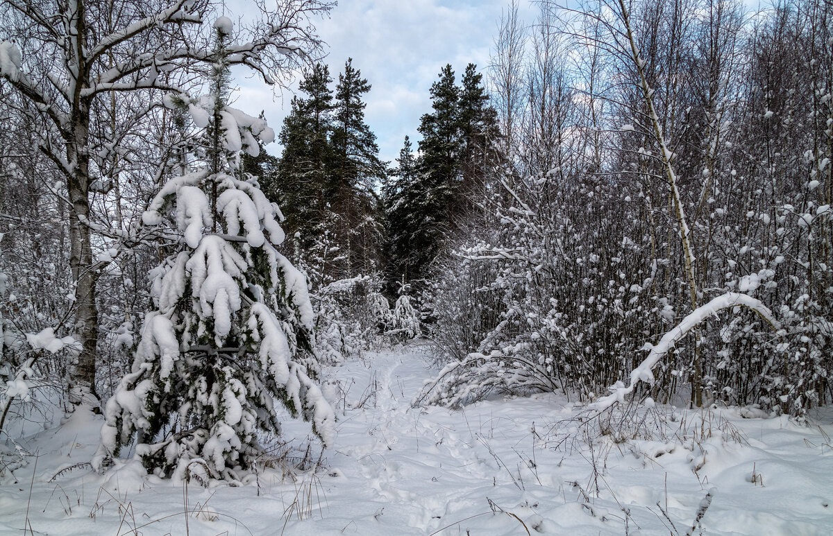 Четвертый день нового года 2 - Андрей Дворников