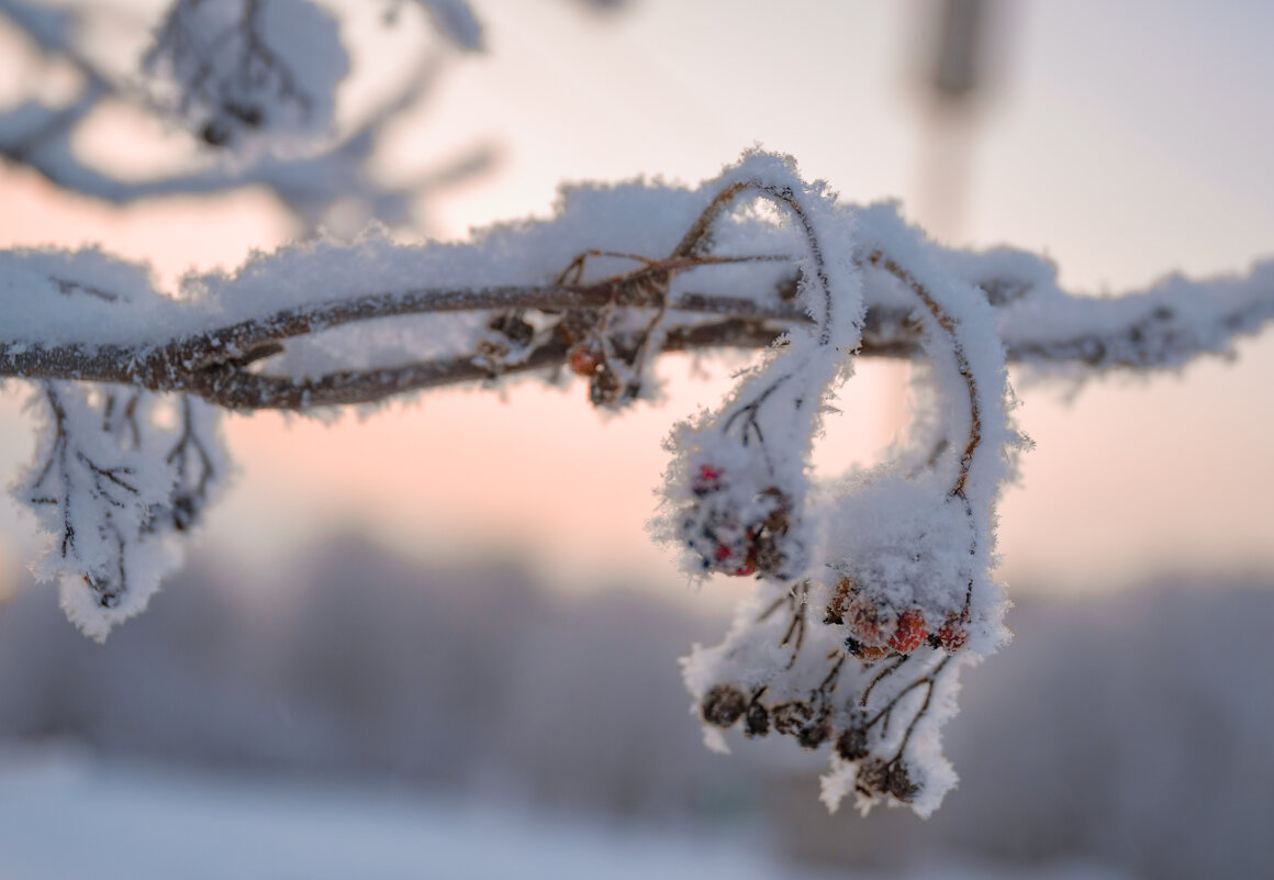 Заморозки - Андрей C