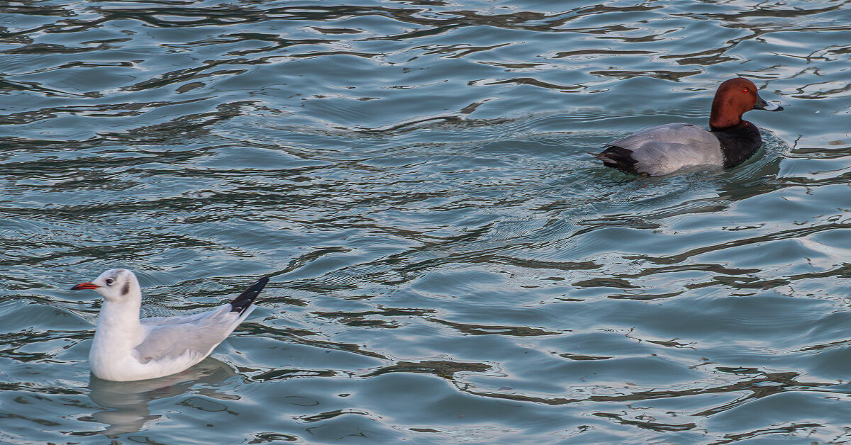 Совсем не понравились друг другу - Юрий Яловенко