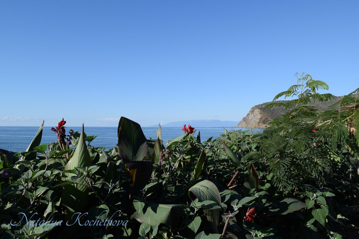 Природа Крыма - Amazing Cosmea Природа Крыма - Amazing Cosmea