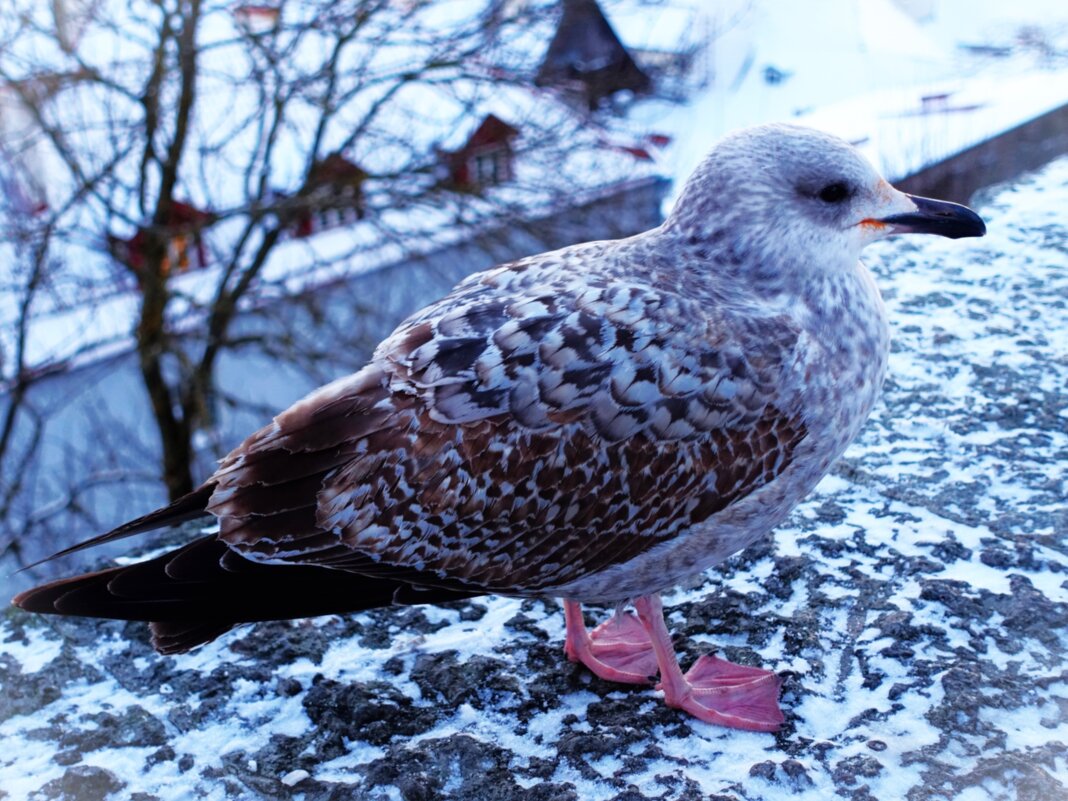 Подросток серебристой чайки - Aida10 Подросток серебристой чайки - Aida10