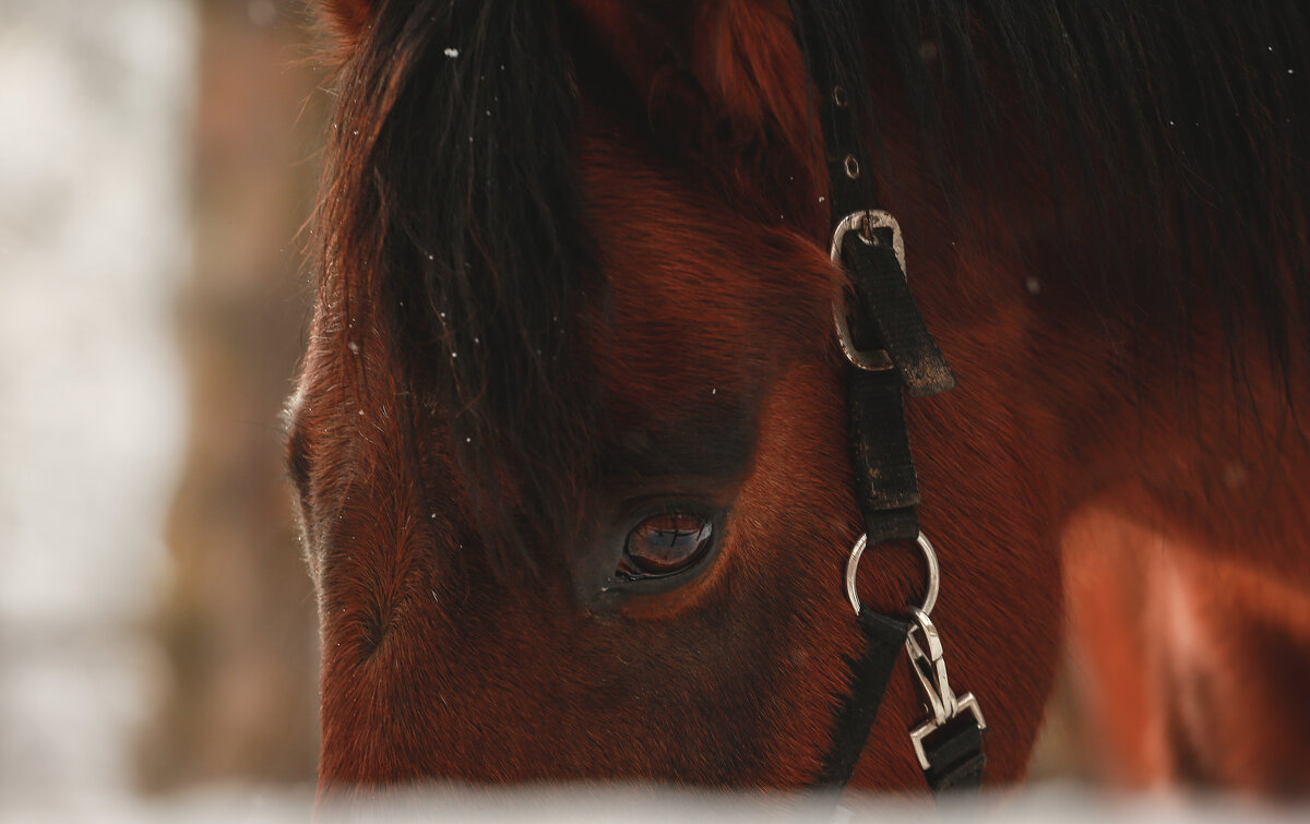 Ланграф Браун - Кристина Щукина