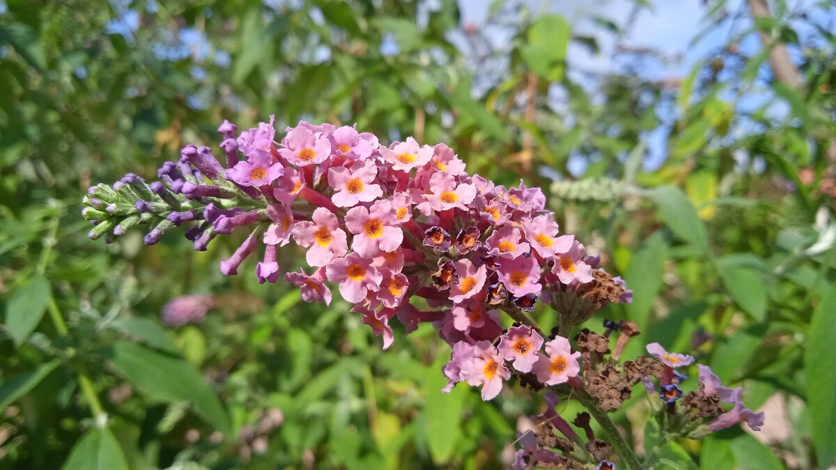 старый парк. Кабардинка - Елена Шаламова