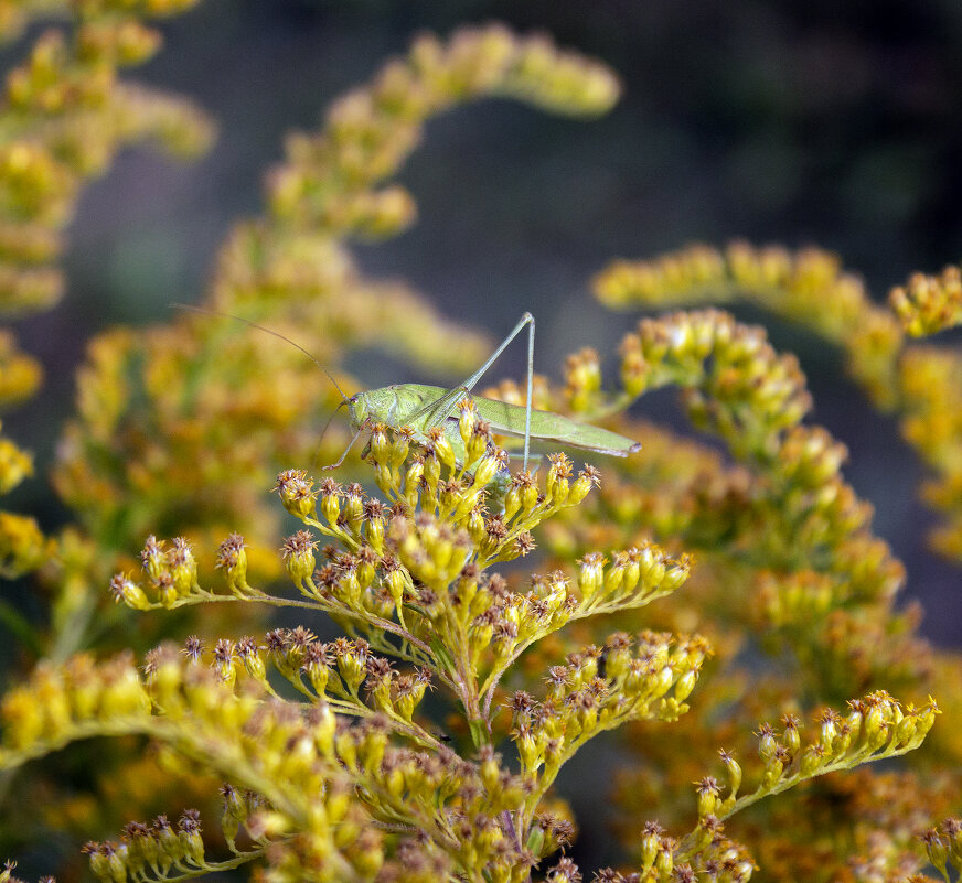 *** - Александр. AVG100 ---