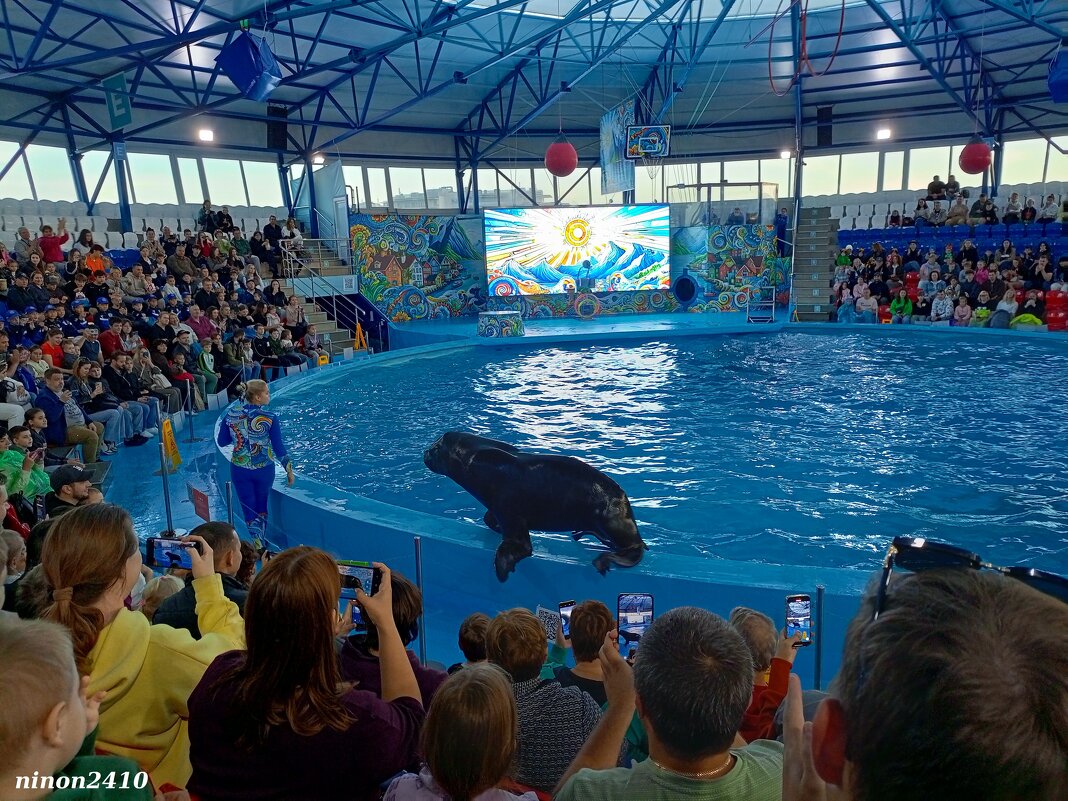 Адлер. Сочи Парк... шоу дельфинов и морских львов - Нина Бутко