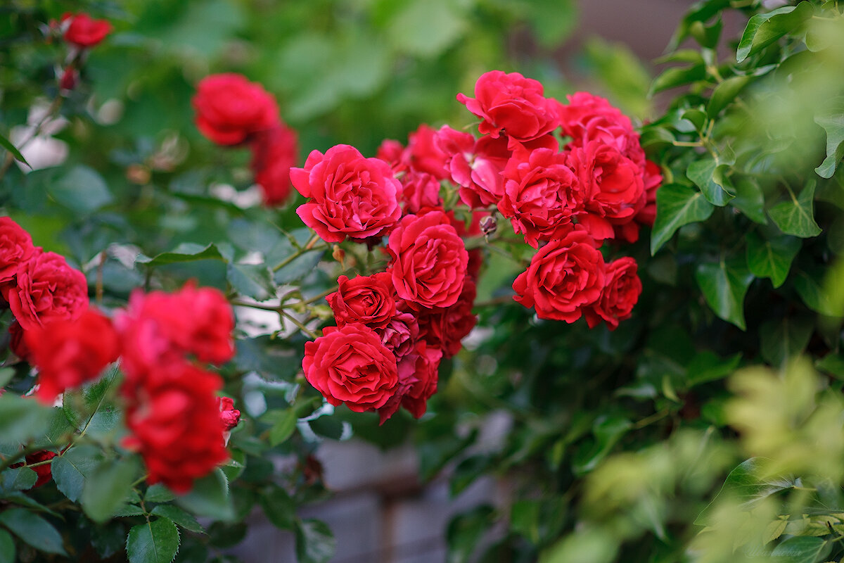 *** - Иваннович *