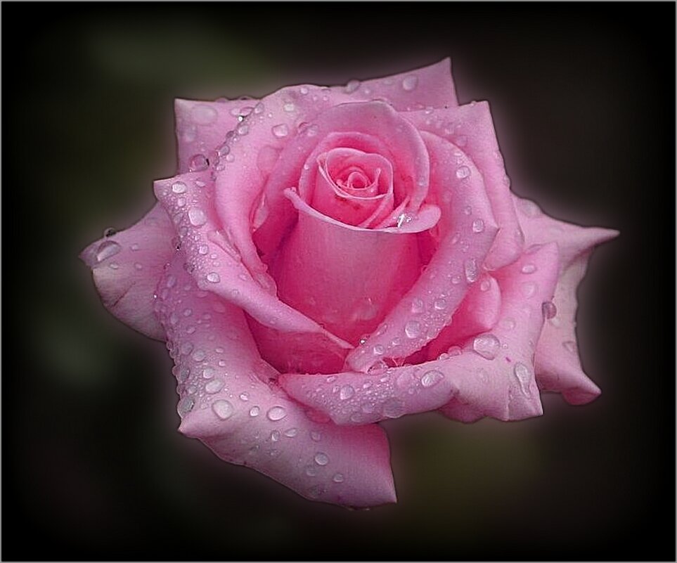 Розочка в каплях дождя - Наталья ***