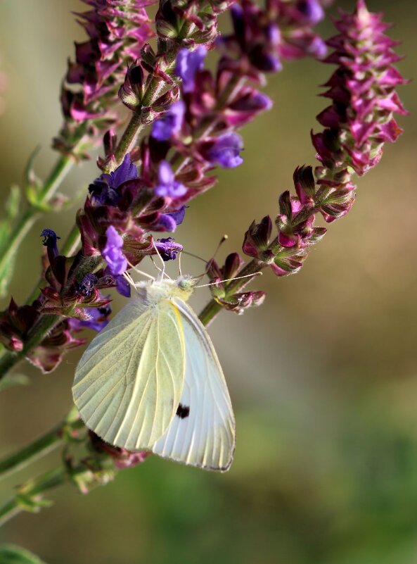 Шалфей - Юрий Варюхин 