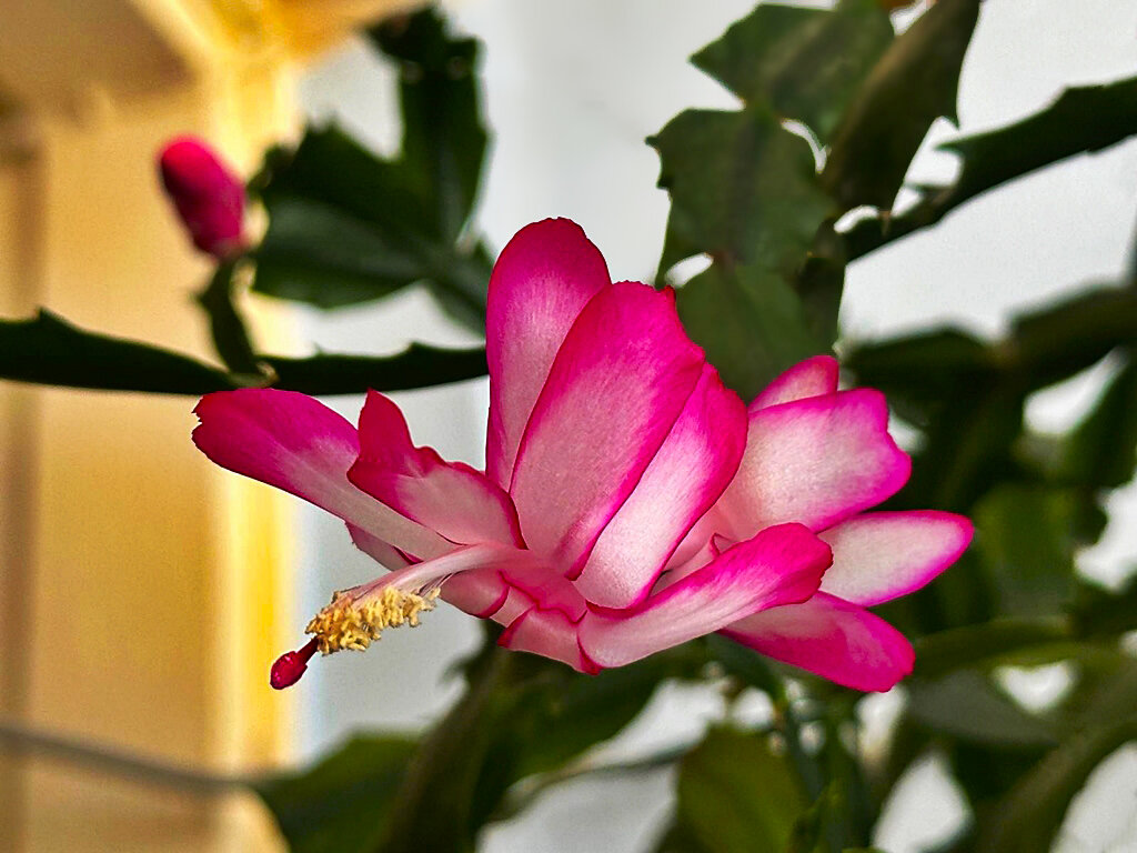 МАКРО   ДЕКАБРЯ - Анатолий Малобродский