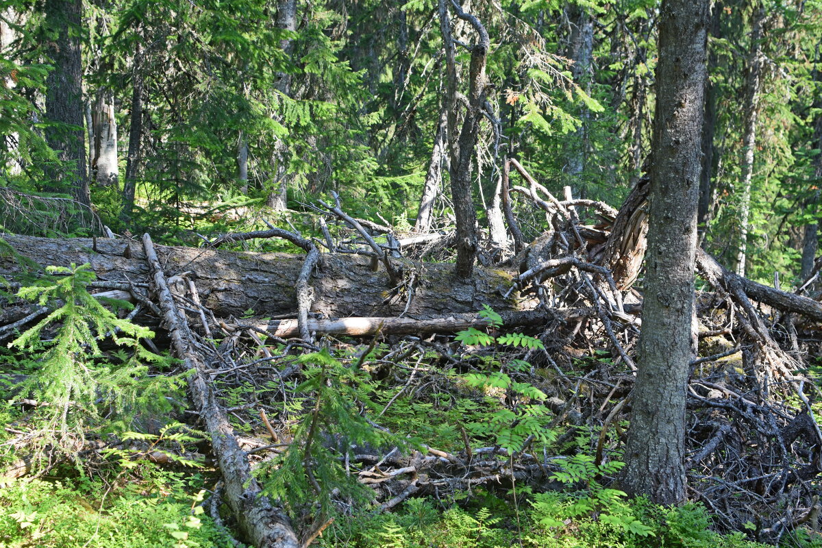 Завалы. - ВикТор Быстров