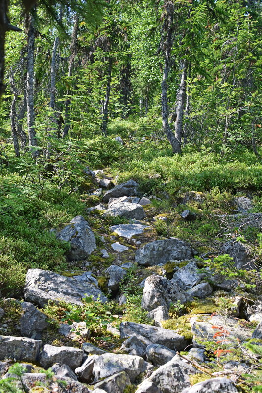 Тропа. - ВикТор Быстров