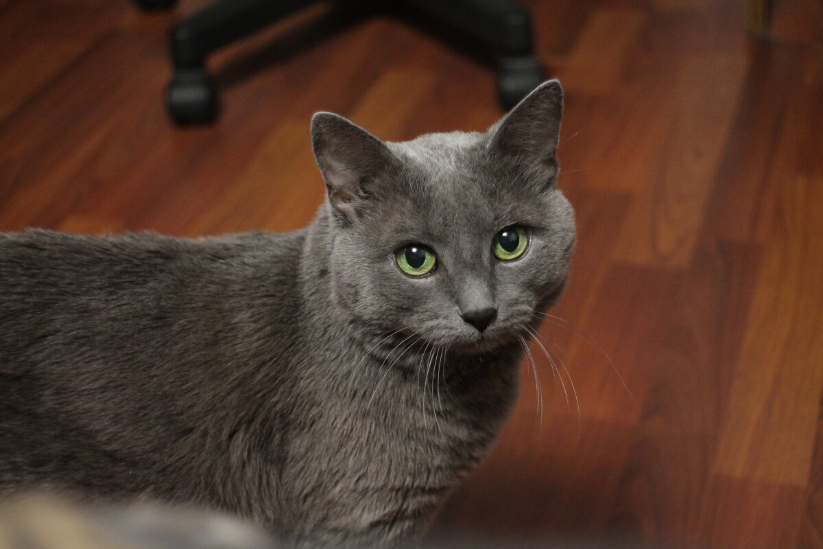 Котик - Вячеслав Крысанов