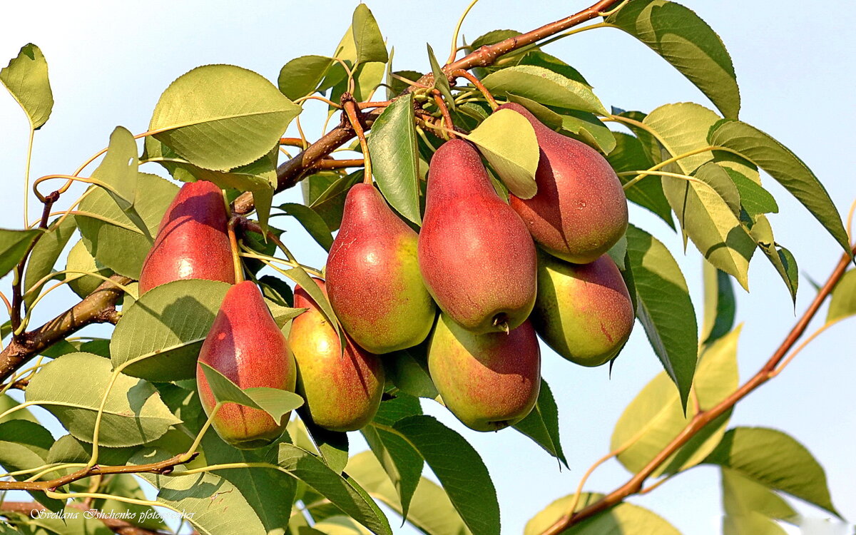 Осенние дары природы. - Светлана Ищенко