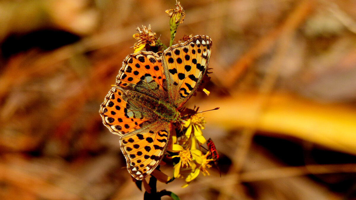 опять про бабочек...298 - Александр Прокудин