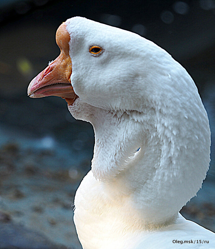 утиные истории - Олег Лукьянов